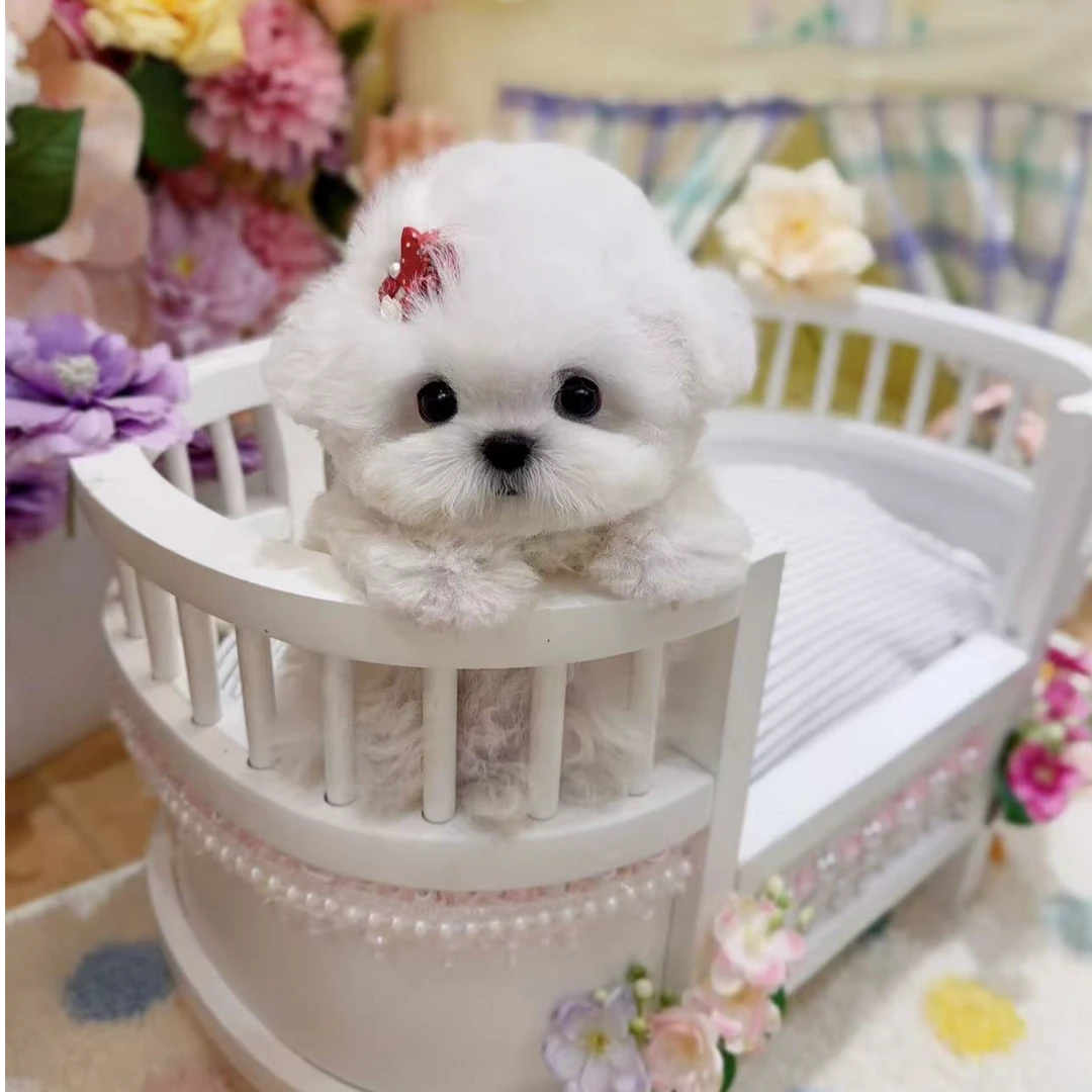 新（牛哥宠物严选家）T 狗狗活体