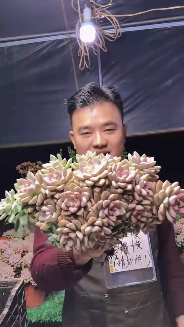 218淡雪缀化一物一拍