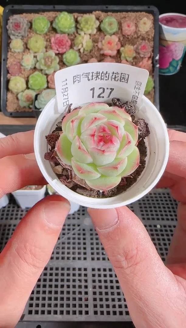 1127-127群生不包整