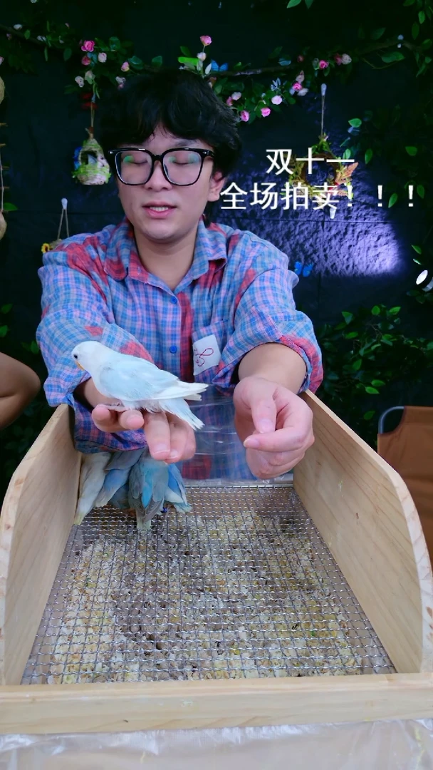 桃脸牡丹鹦鹉桃脸牡鹦鹉