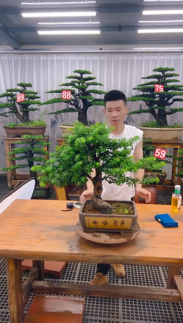 无花朵精品盆景直播间一物一拍
