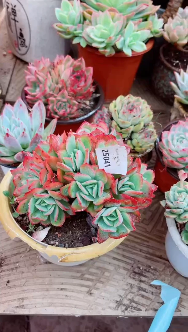 25041多肉植物一物一拍