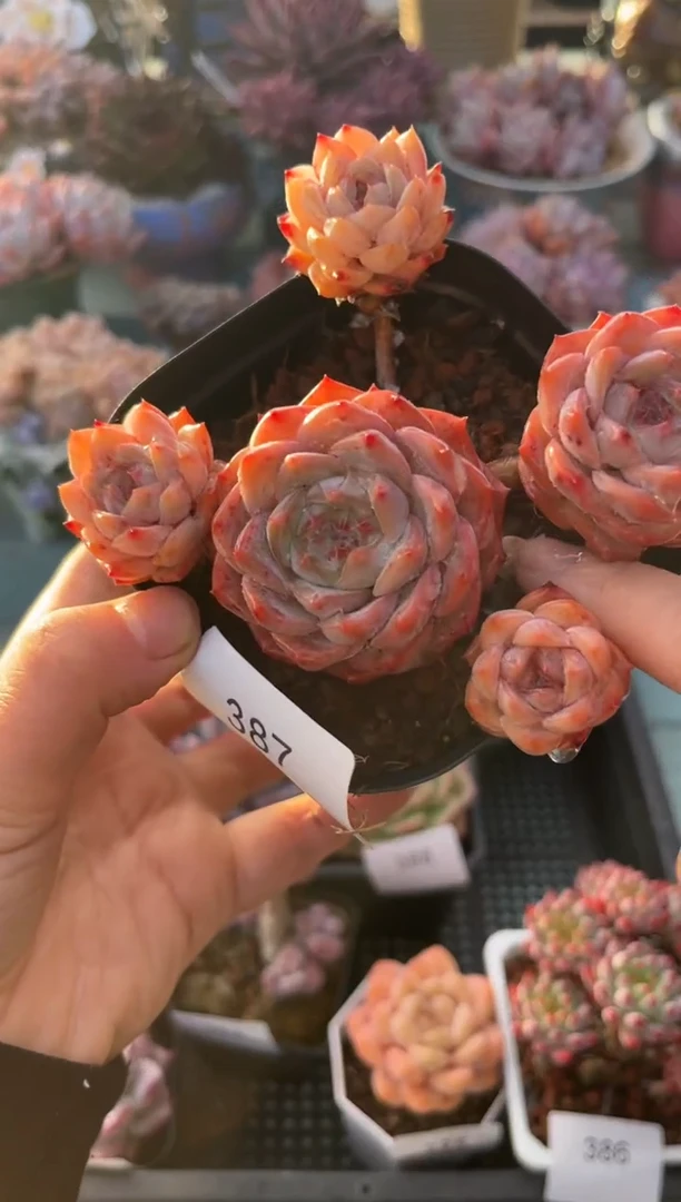 387群生个体多肉