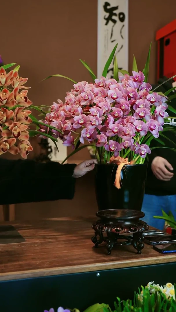 【闪购商品】盆景太好看 礼盒