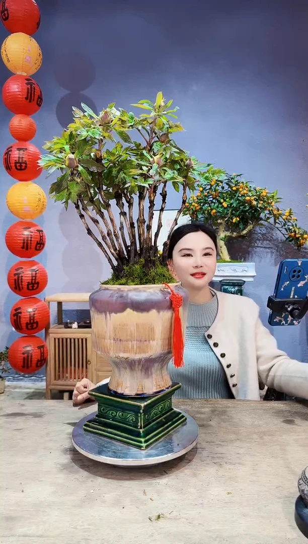 【闪购商品】盆景牡丹