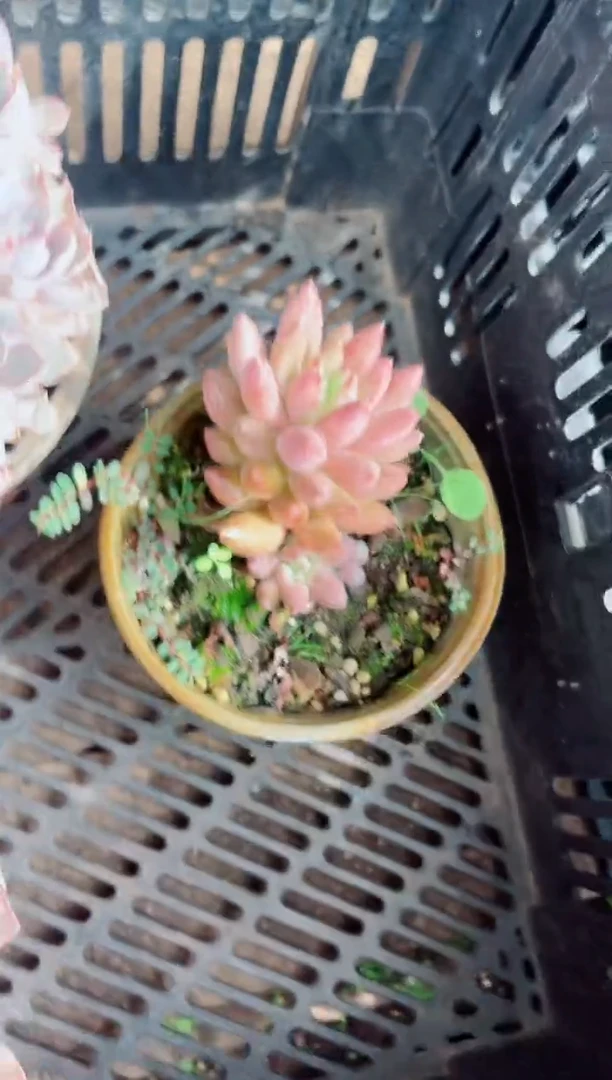 田**筑16170多肉植物一物一拍