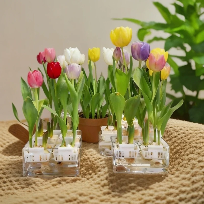 水培郁金香种球球荷兰进口土培水培耐寒盆栽种子水培植物阳台种植