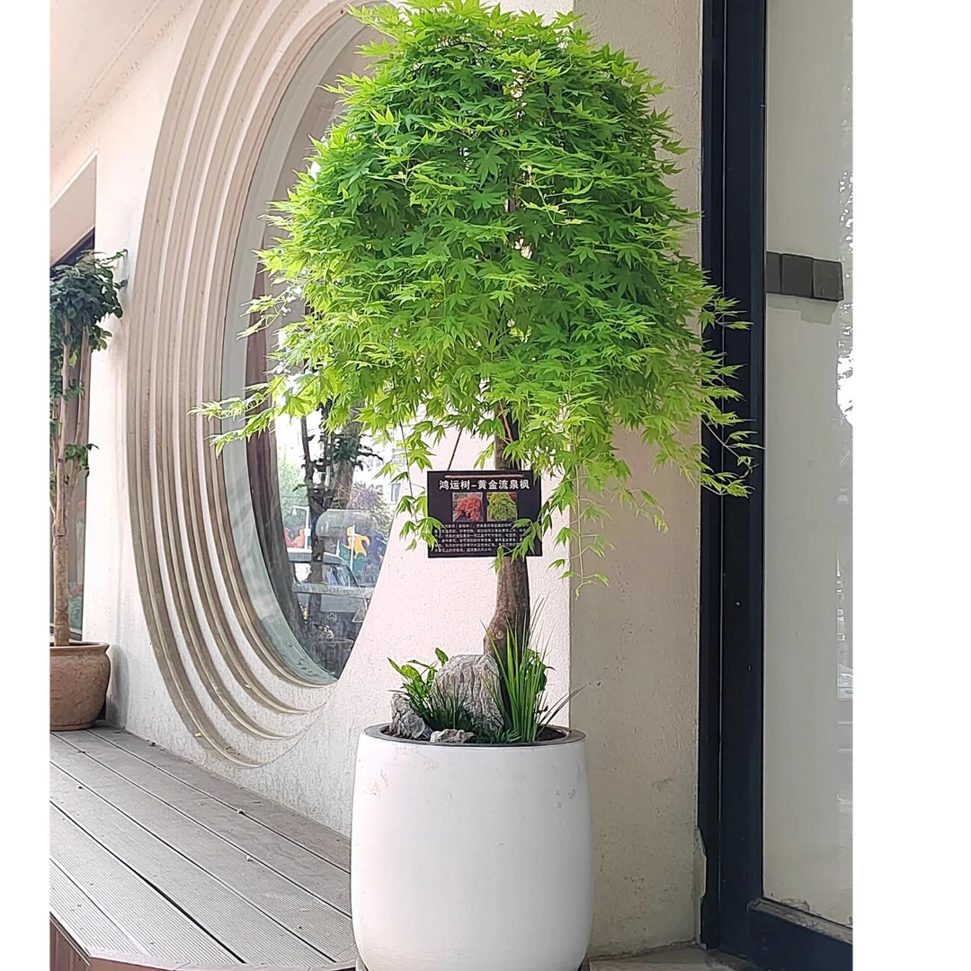 老桩造型流泉枫禅意感飘逸松弛感绿植室内客厅办公室工作室盆景栽