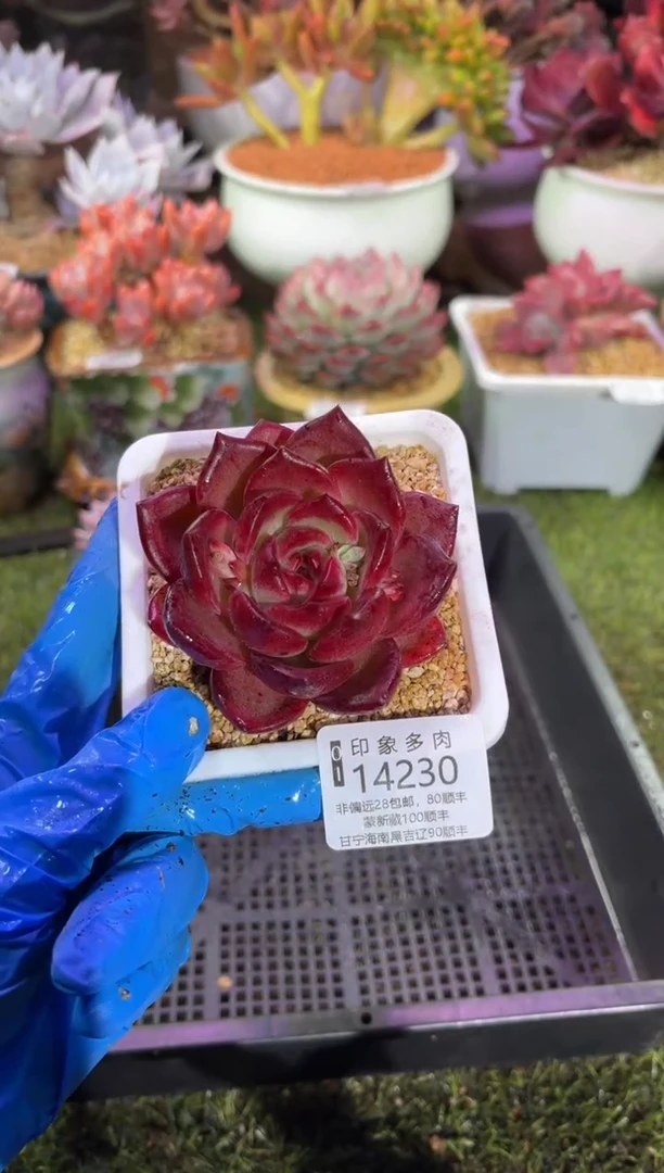 【闪购商品】14230