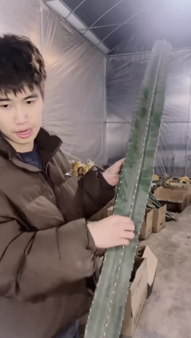 【闪购商品】【带根】100cm 量天尺