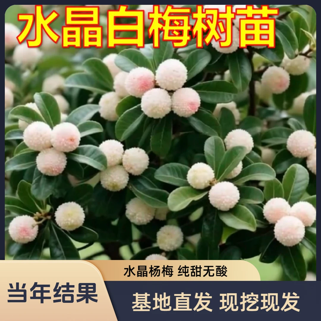 d【当年结果】水晶白杨梅苗带土球苗杨梅苗盆栽地栽庭院四季常青