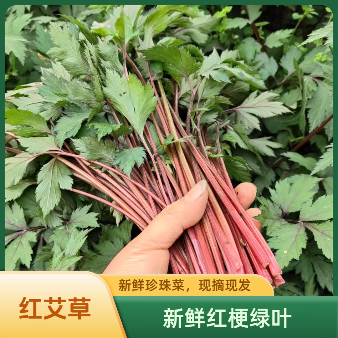 新鲜红艾草珍珠菜鸭脚艾田螺菜农家自种现摘现发500克