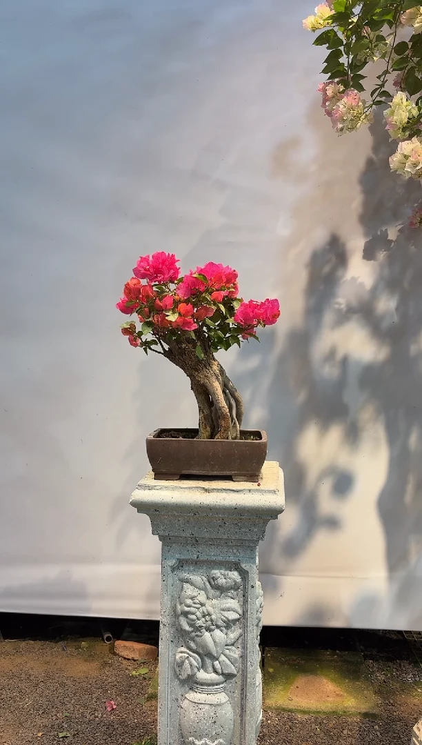 无花朵浦****）三角梅专场一物一拍40