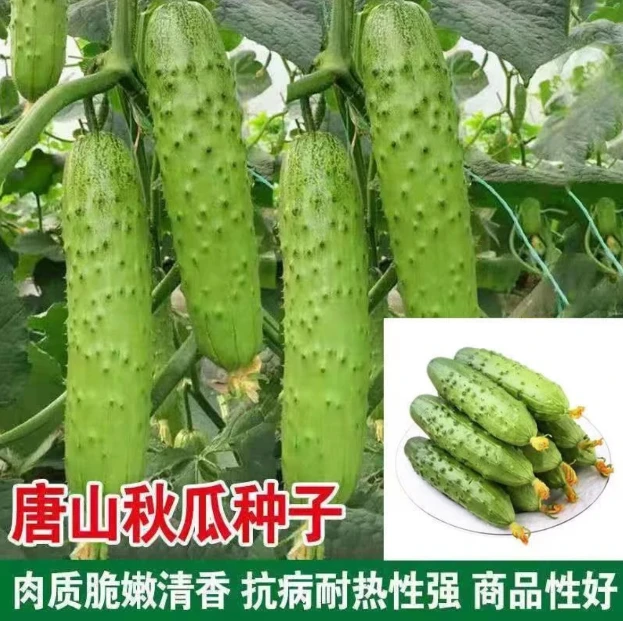 老品种旱黄瓜种子 唐山秋黄瓜种子