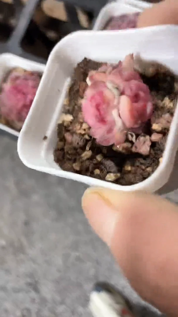 【闪购商品】五方琥珀三头多肉