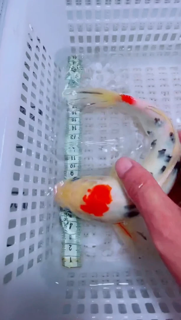 锦鲤锦鲤一物一拍包邮20