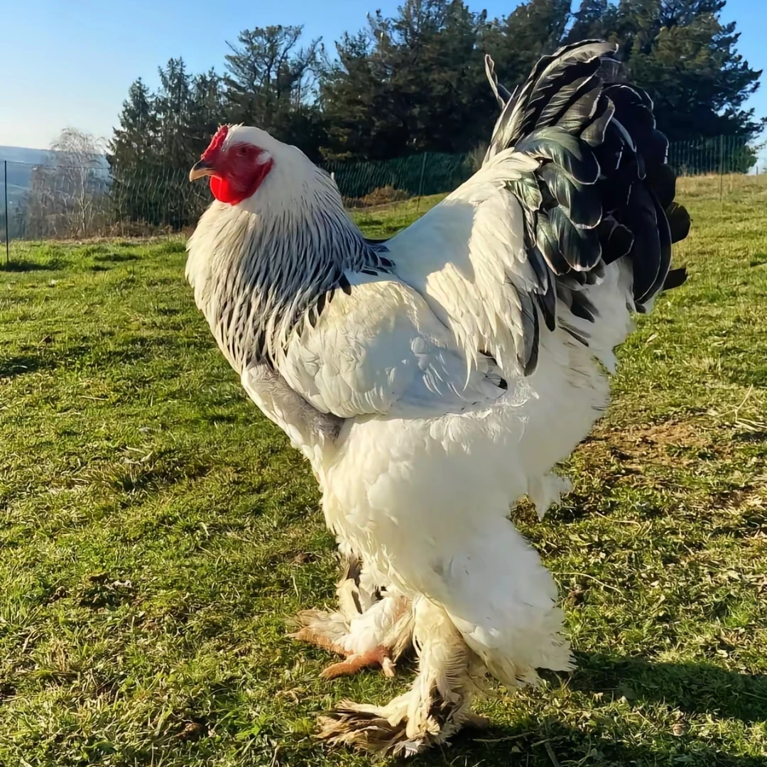 正宗婆罗门鸡梵天鸡肉质鲜美漂亮味美