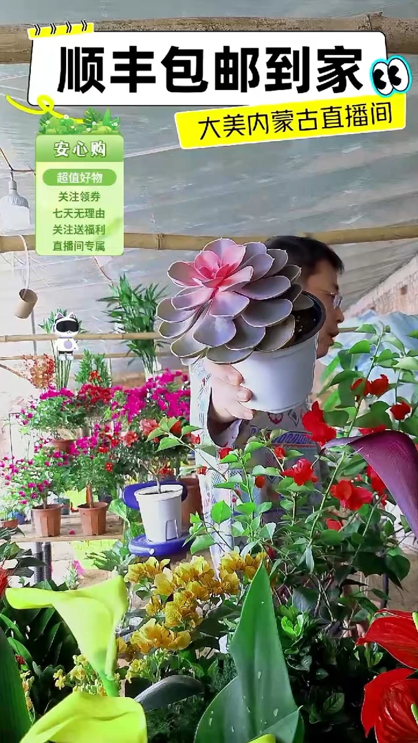 完全开放穿心莲多肉