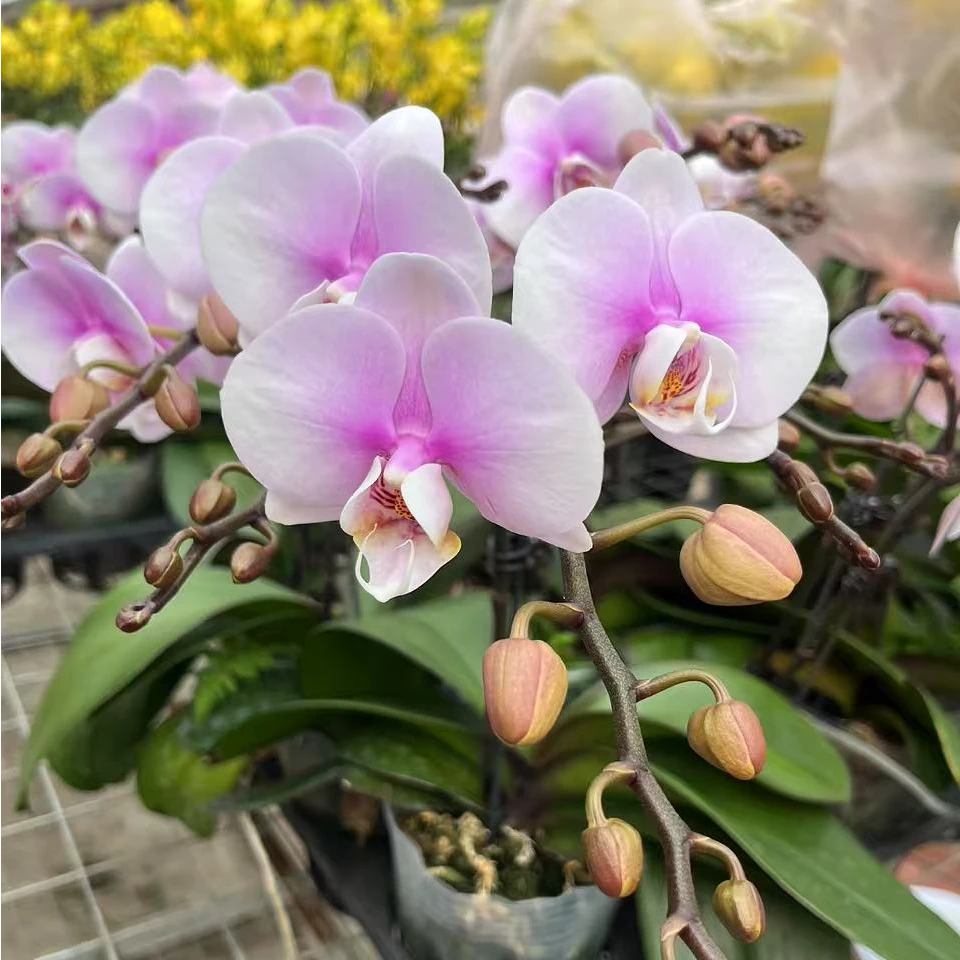 蝴蝶兰 梦幻情人 3.0寸杯单花剑带花带花苞