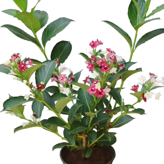 五彩锦带庭院型墅美化花期一百二十天五种颜色原生落叶灌木花卉