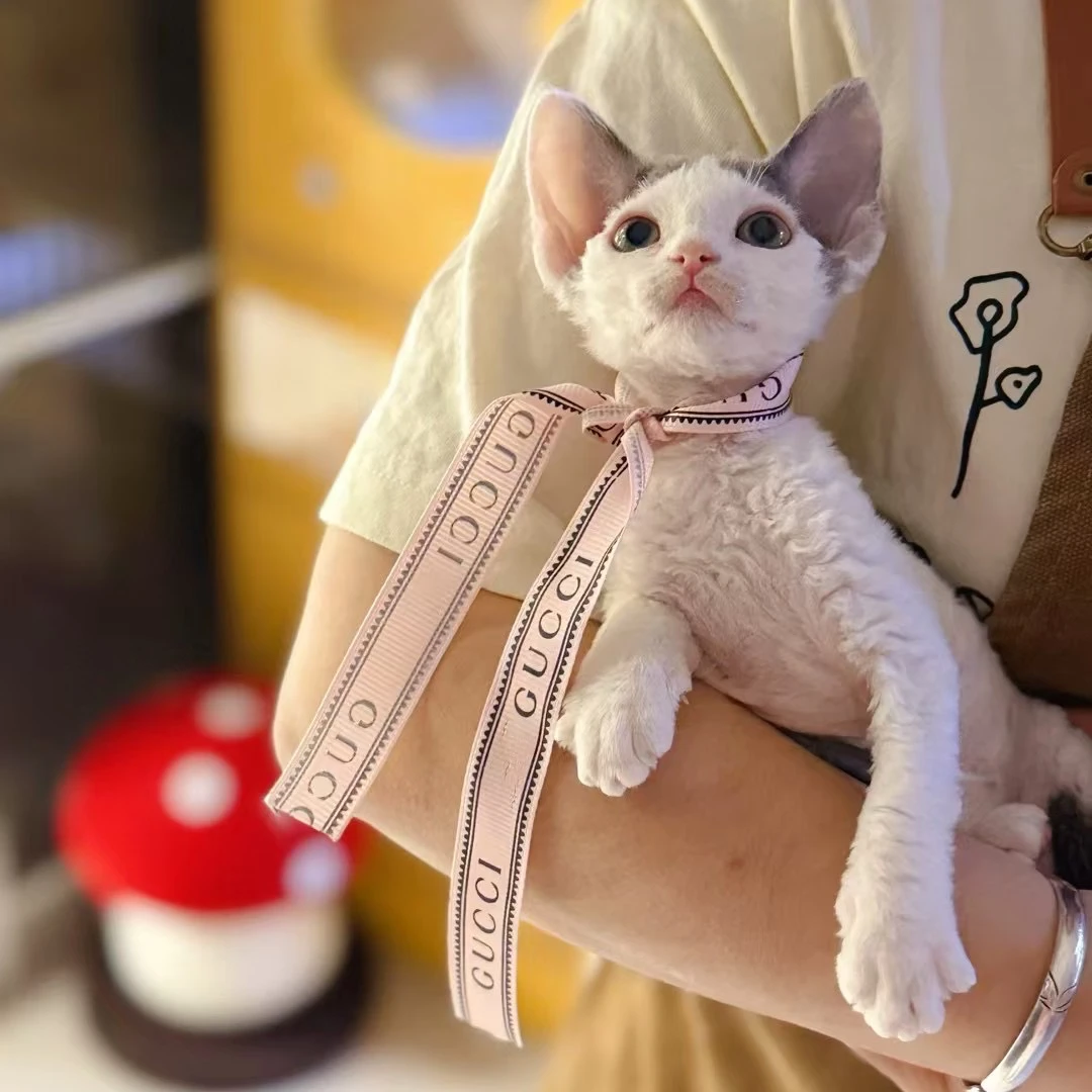 L·B德文卷毛猫咪