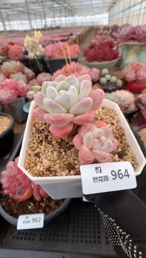 964冰玉多肉植物一物一拍