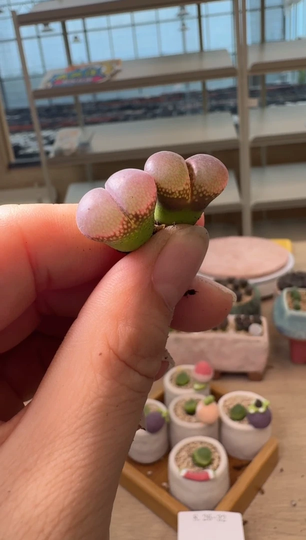 豚**妈26-47多肉植物肉锥