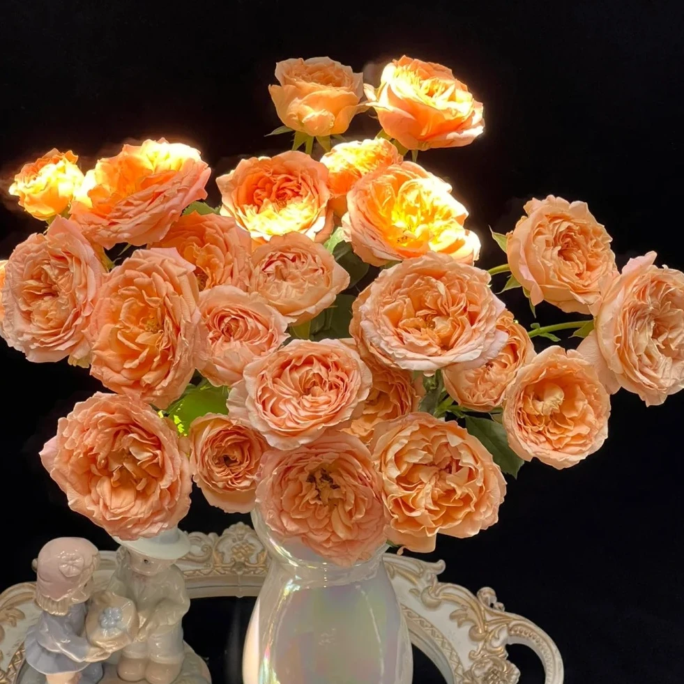 【云南鲜花】多头（杏色蕾丝）玫瑰 1单普通包邮，2单以上顺丰冷链