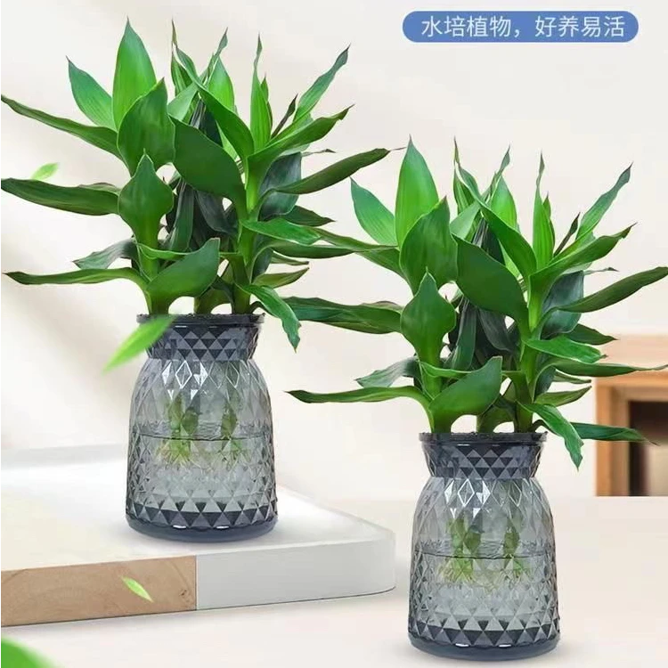 【买一送一】观音竹水养富贵竹盆栽室内招财好养净化空气家居