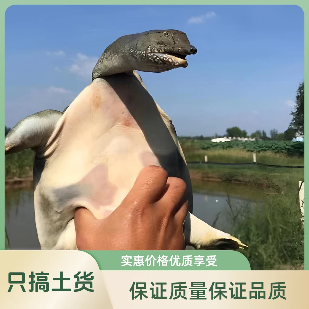 正宗精品甲鱼