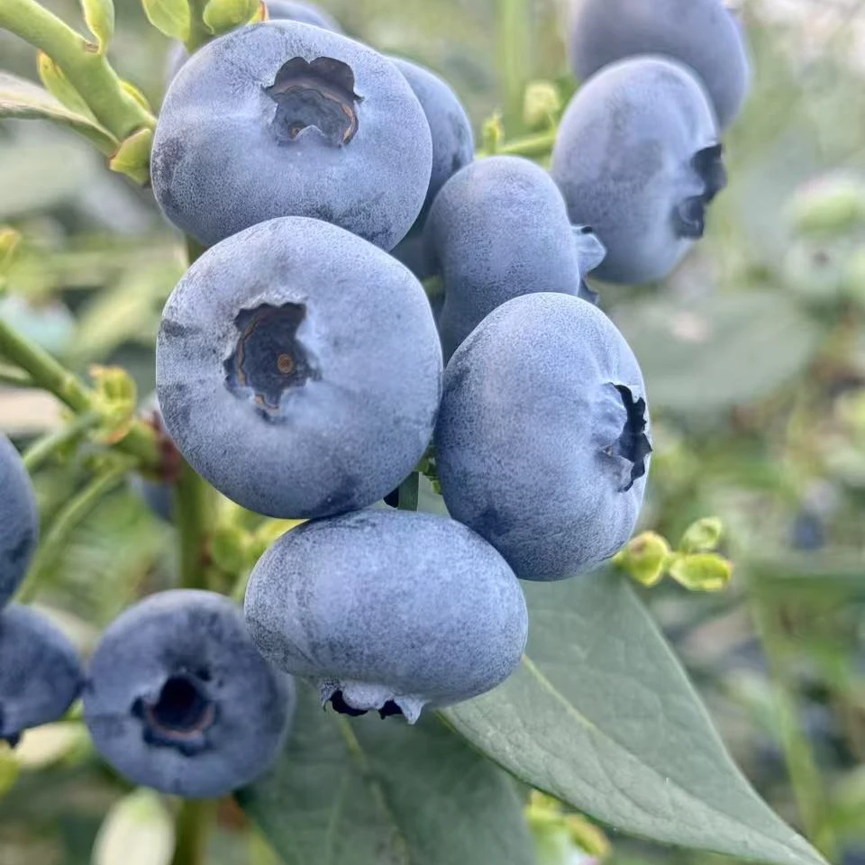 【直播浮力】24+迷迭蓝高山蓝莓纯甜新鲜大果当季水果鲜果蓝莓