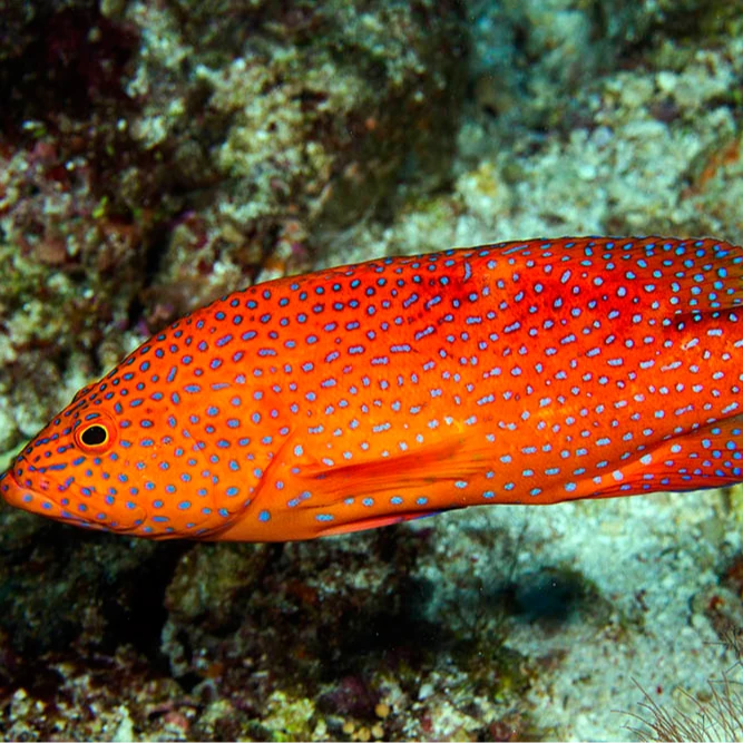 【草莓斑】 深海新鲜海鱼石斑鱼 福建东山岛直发