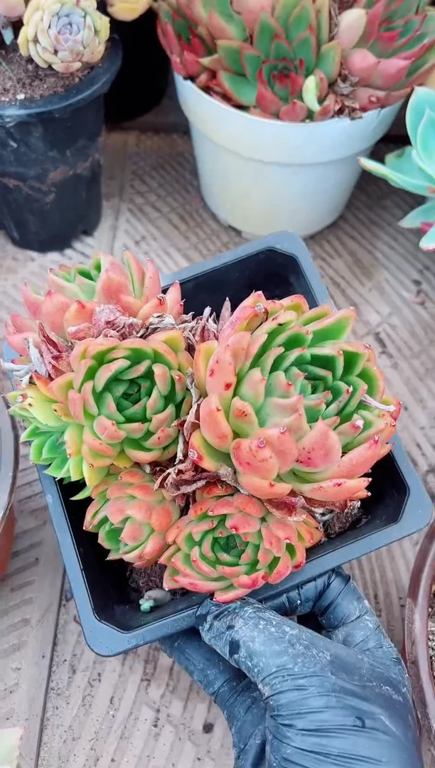 ?****?13156多肉植物一物一拍