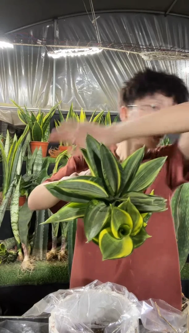 金丝兰带盆土13.8