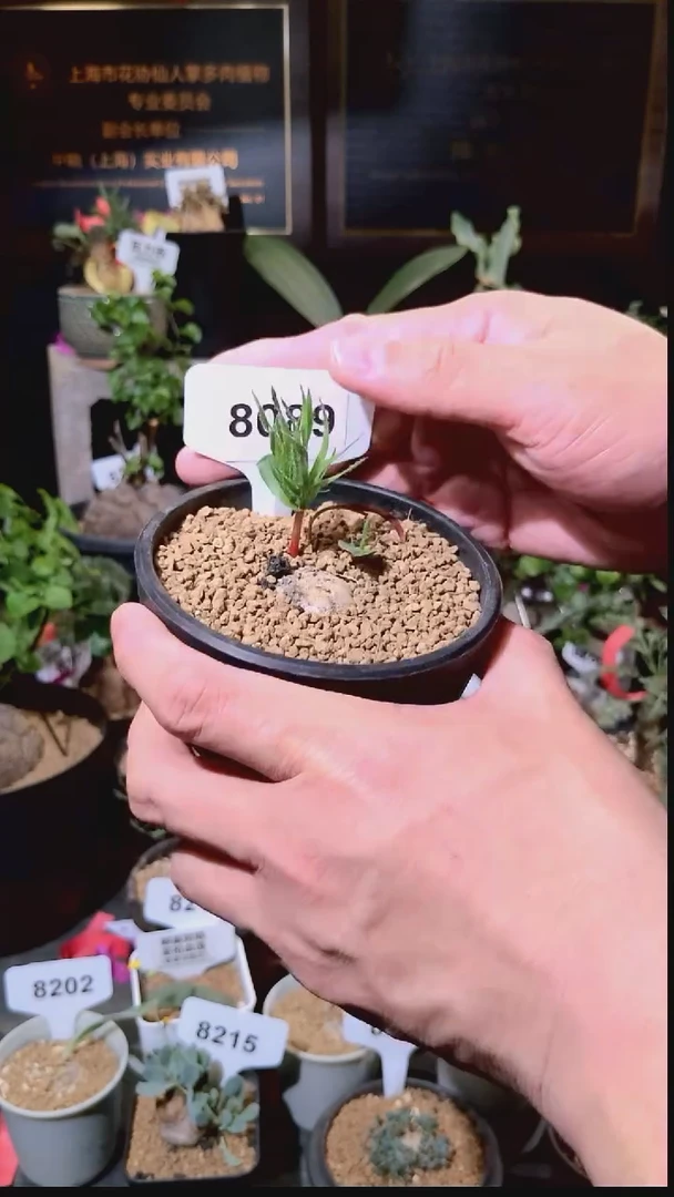 8089号1229精品植物 刺鹿雾冰玉