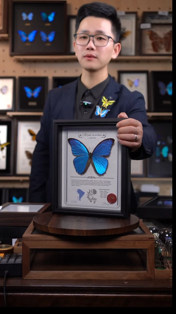 大蓝闪蝶豪华版10寸欧式框（带证书）