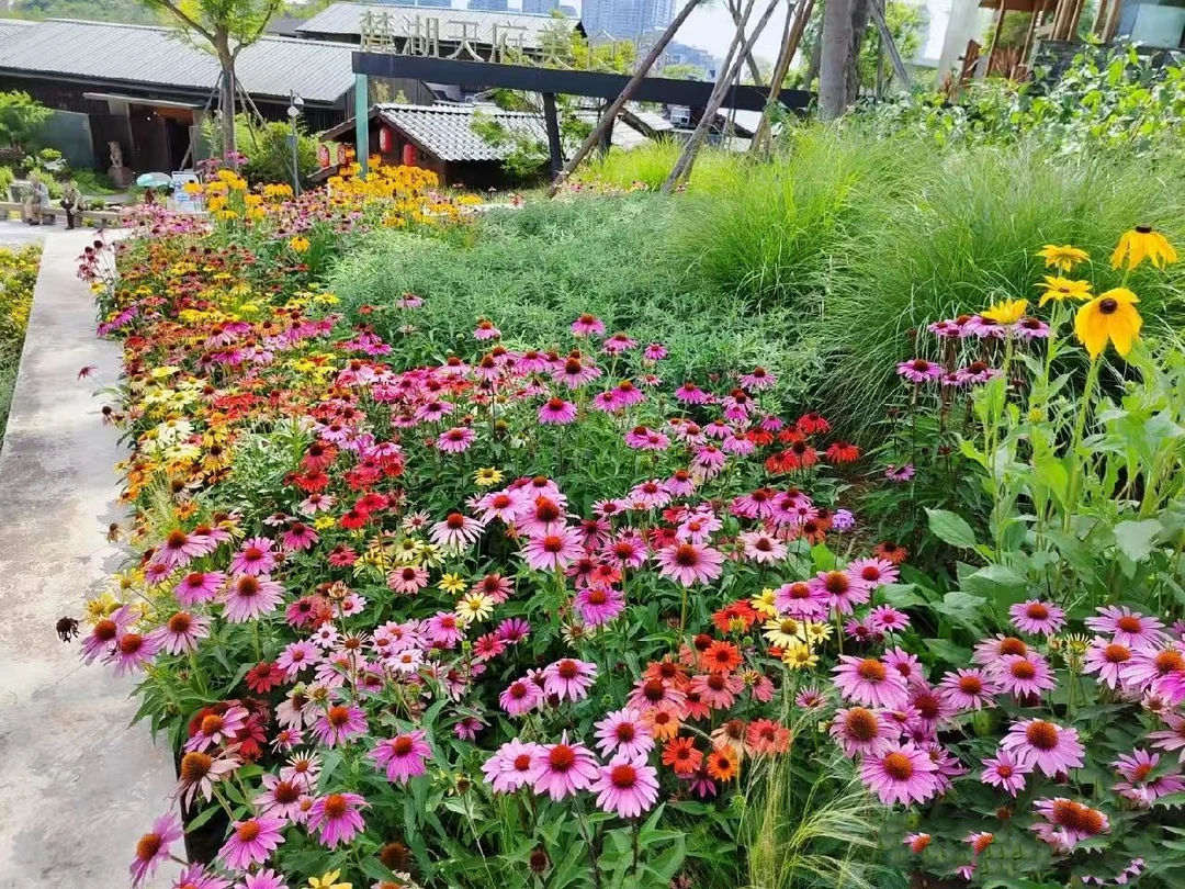 【松果菊】盆栽苗子发货开花不断庭院花园阳台花卉植物