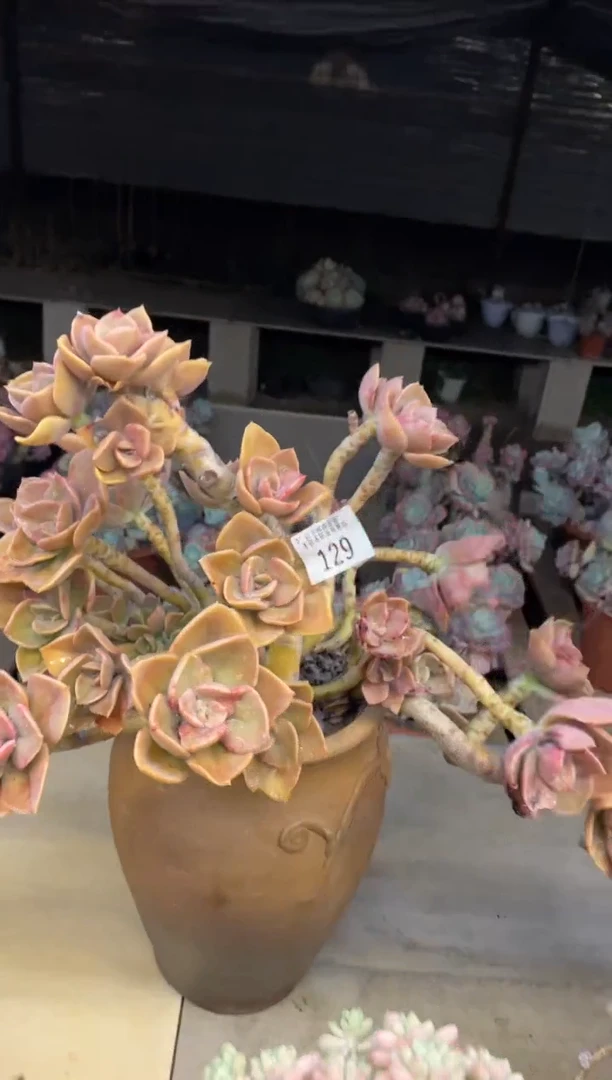 【闪购商品】129赫氏