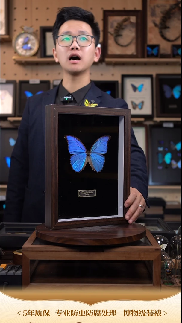 蝴蝶标本摆件竞拍晶闪蝶d271