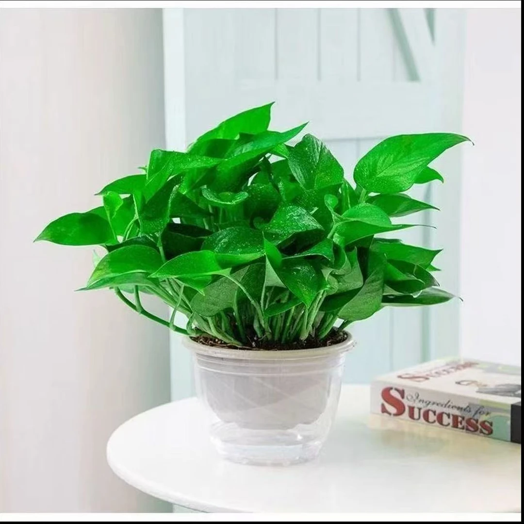 z【新粉福利】180绿萝新房除甲醛净化空气室内盆栽好养绿植基地直发