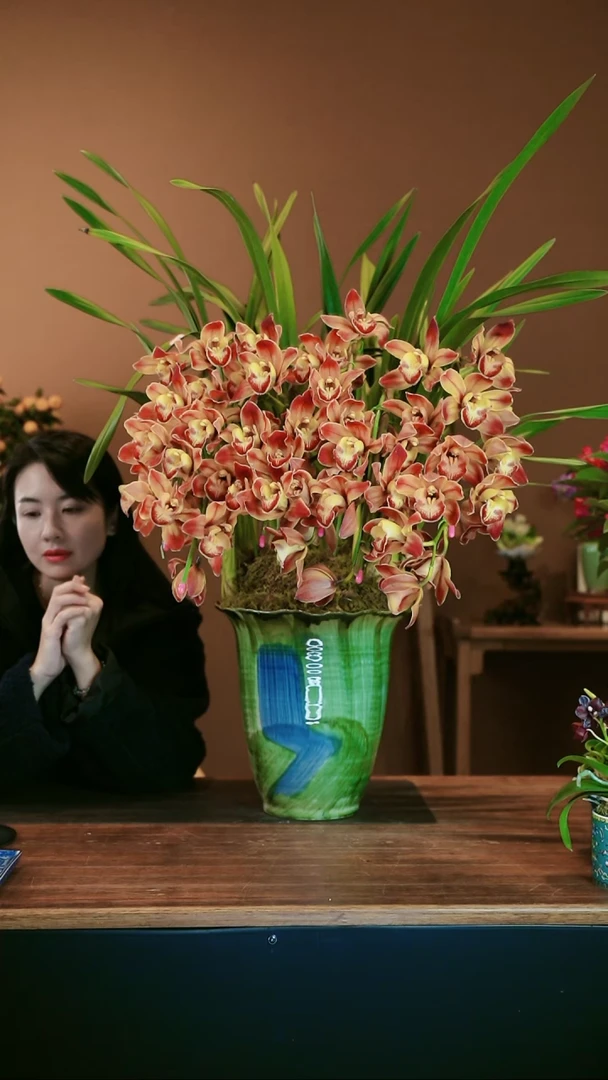 【闪购商品】盆景麒麟拱兰 绿