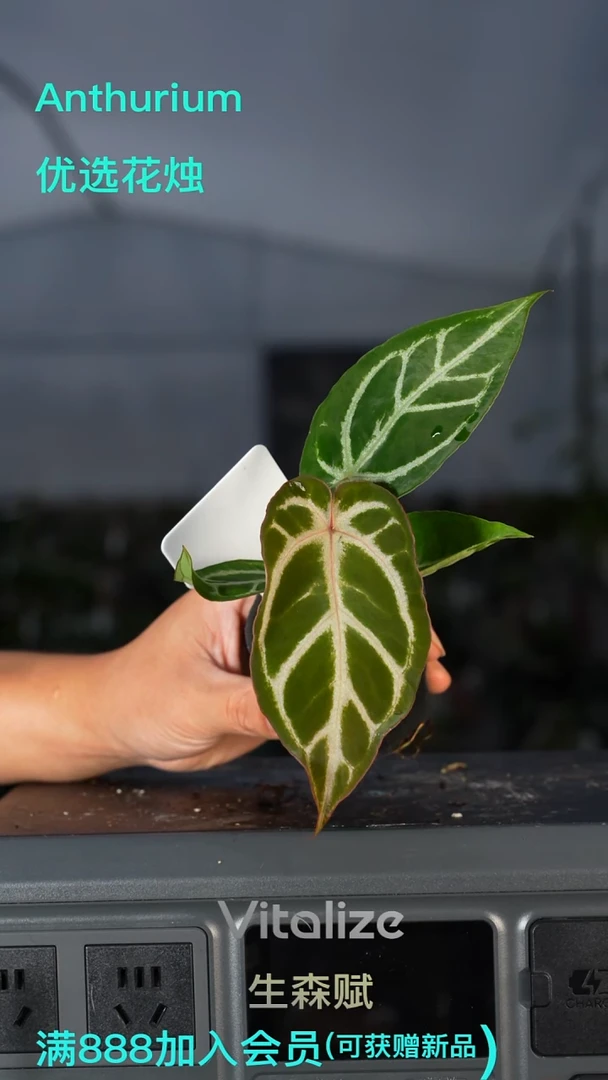 完全开放紫杉花烛1号