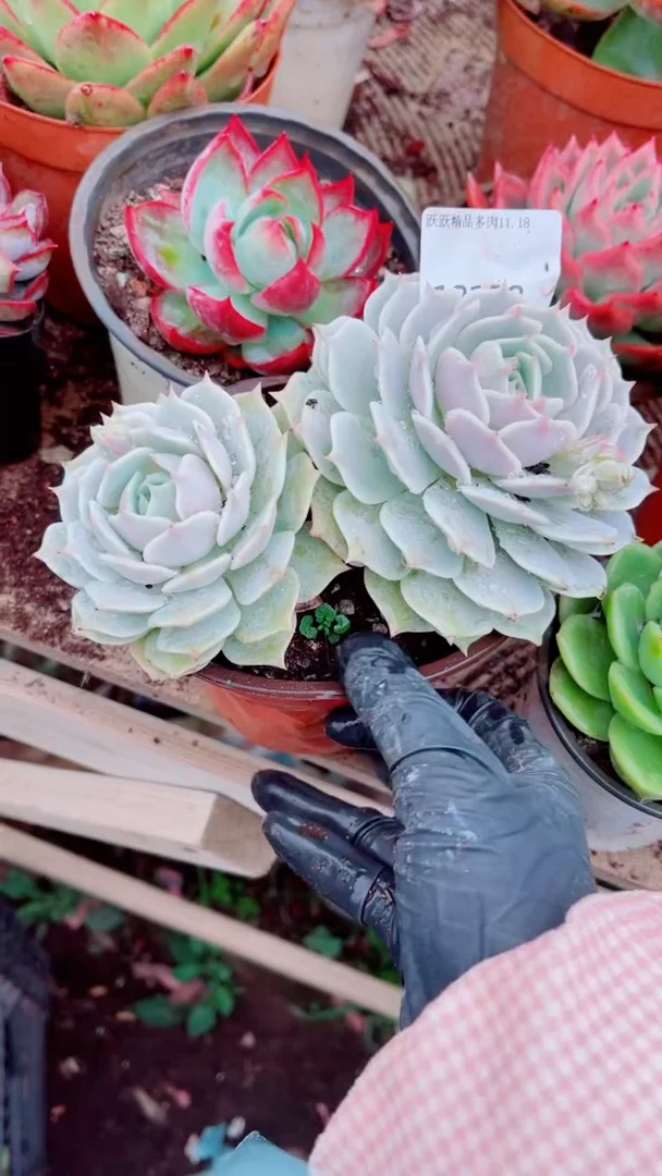 W****ɞ跃跃精品多肉18128