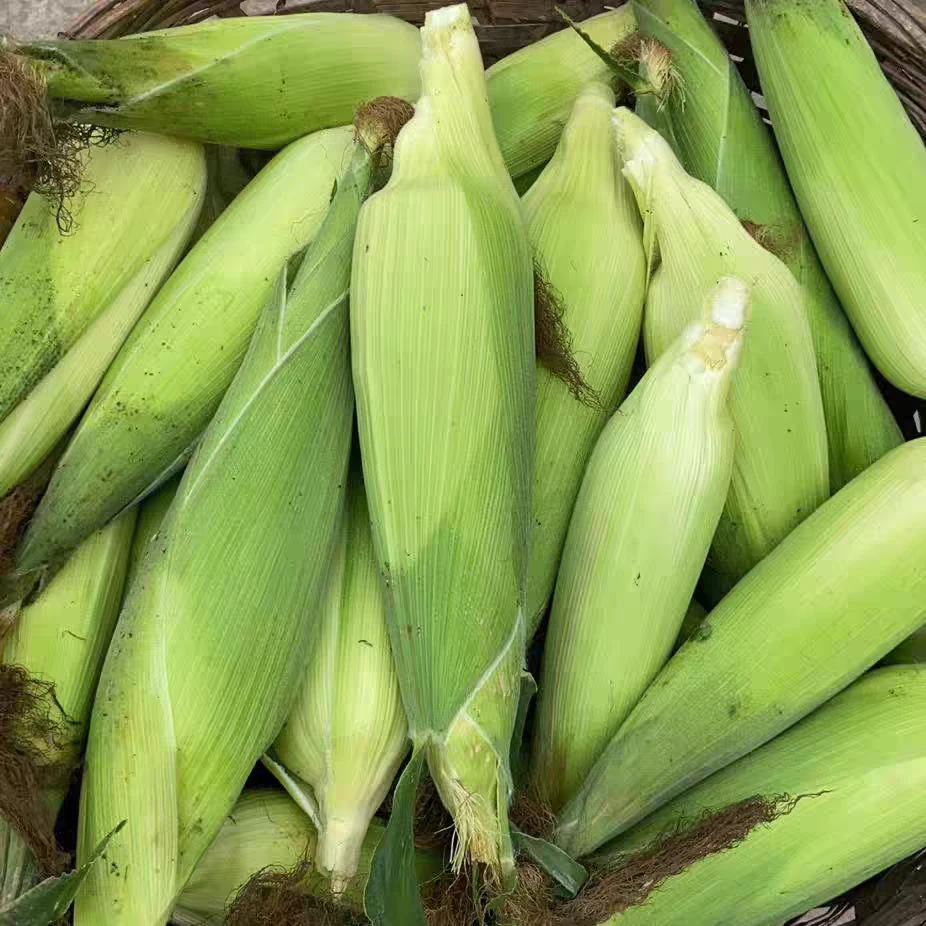 云南高原 带皮糯玉米 火妹甄选