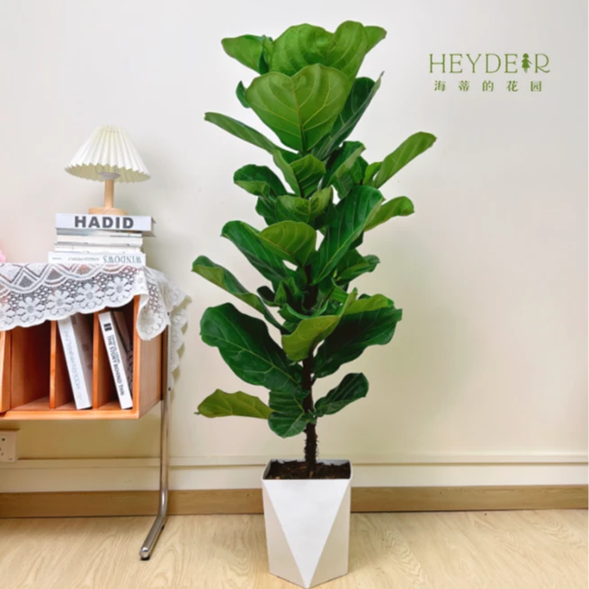 海蒂的花园琴叶榕爱心榕鹿角蕨多品室内绿植阳台前台植物盆栽苗