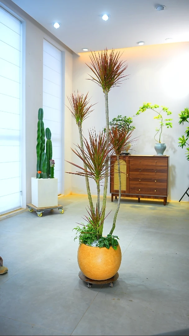 完全开放开****1千年木