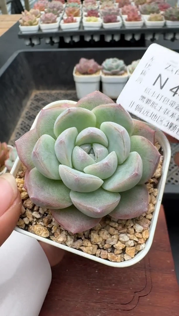 449N带盆土发(6.5cm杯） 当场拍3颗以上包柚 多肉植物 一物一拍