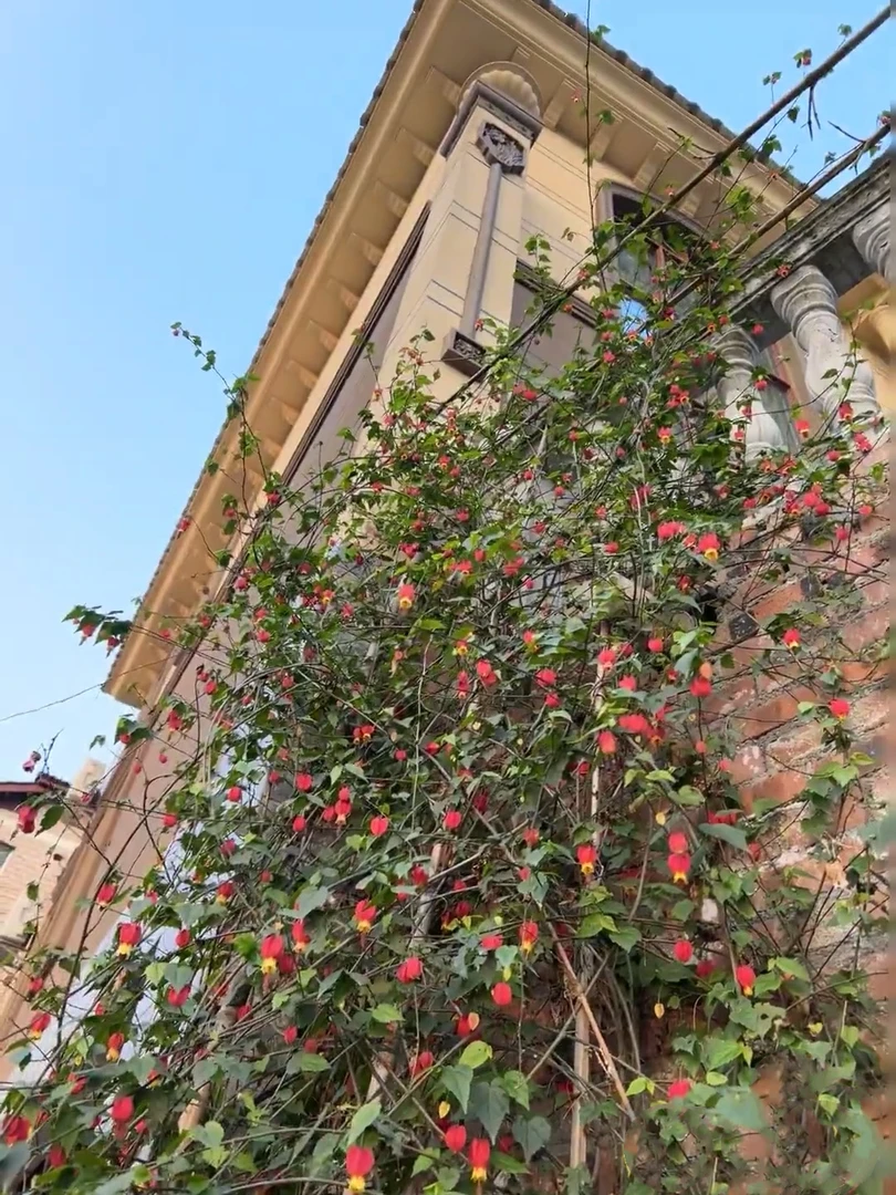 【灯笼花】盆栽四季开花苗爬藤植物阳台室内外倒挂金钟花卉风铃花
