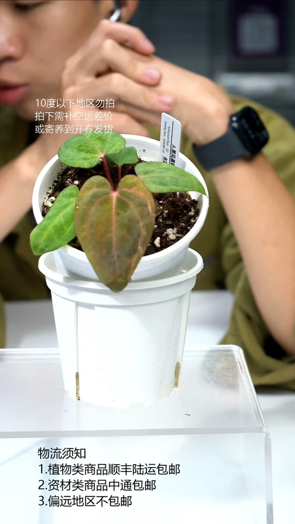 完全开放黑凤凰锦