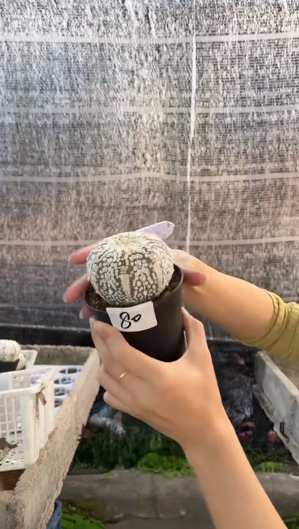 一物一拍80号